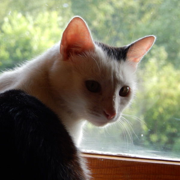 Владимир Арчаков