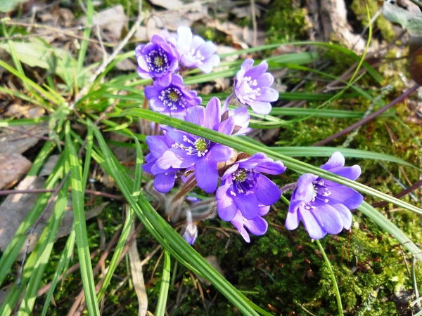 Татьяна Лядвик