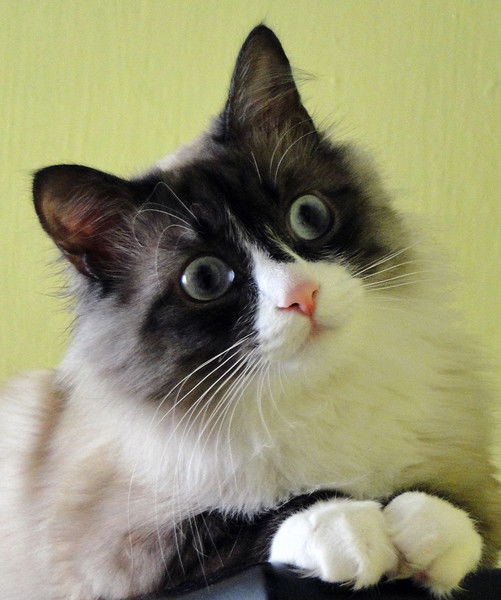 Ольга Михайлова