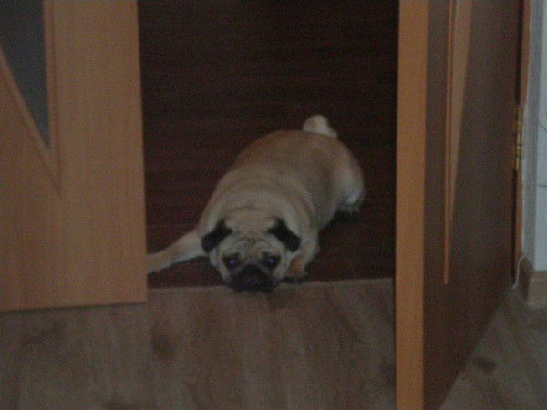 Дмитрий Шехованов