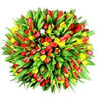 Елена Герасимова