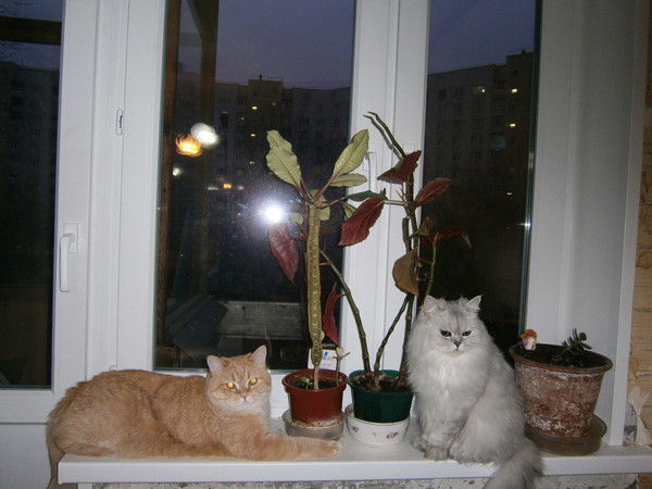 Мария Акимова