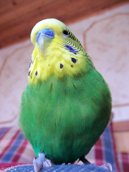 Александр Яскевич