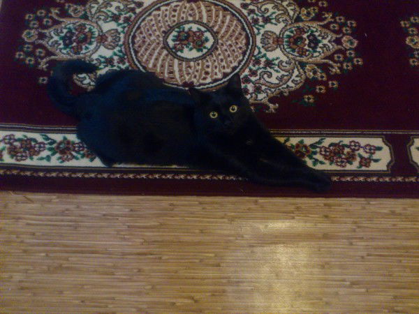 ***юльчик*** (Дружинина)