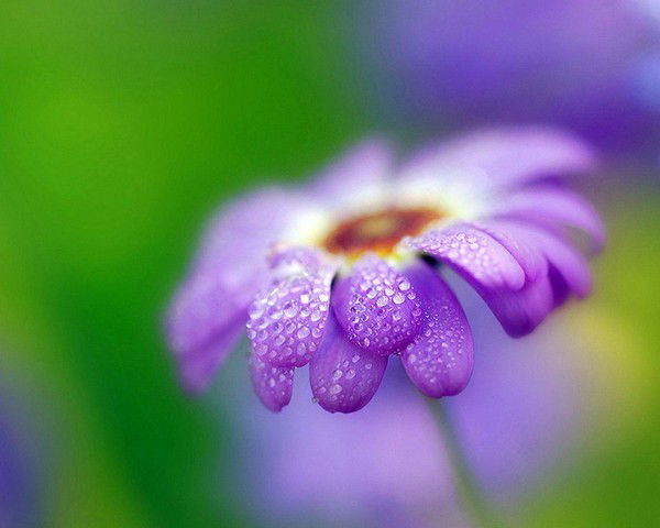 Анна Щербина