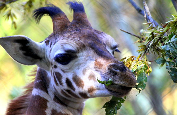 Евгений Колесников