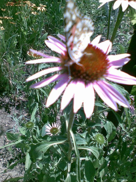 Irina Тарасова