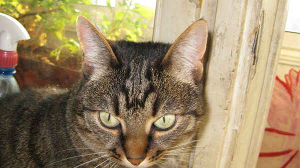 Ольга Воейкова