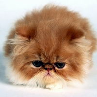 Олеся Зеленцова