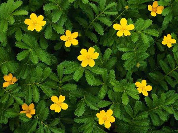 Тамара Сосунова