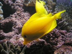 Юлия Комарова