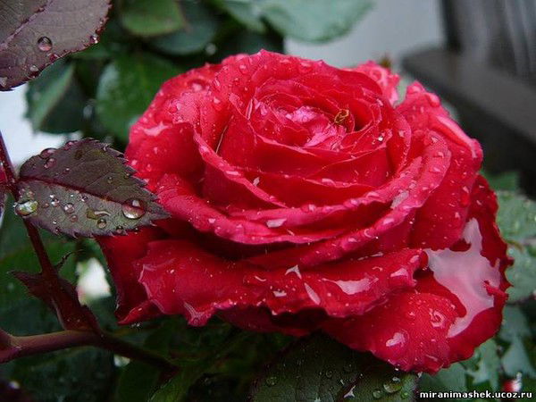 Гульмира Насипкалиева