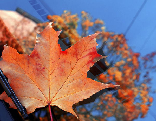 Ирина Душина