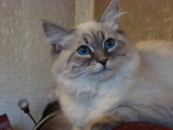 Марина Михалева