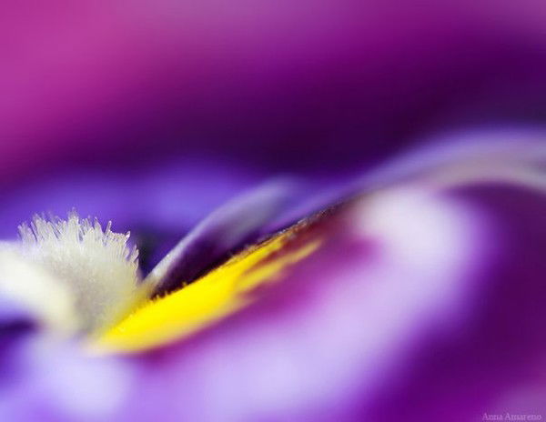 Галина Лакомова