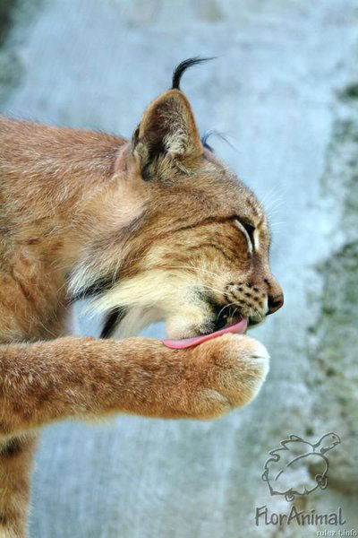 Дикая Кошка