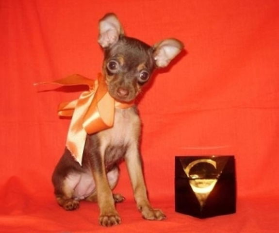 Елена Рогова