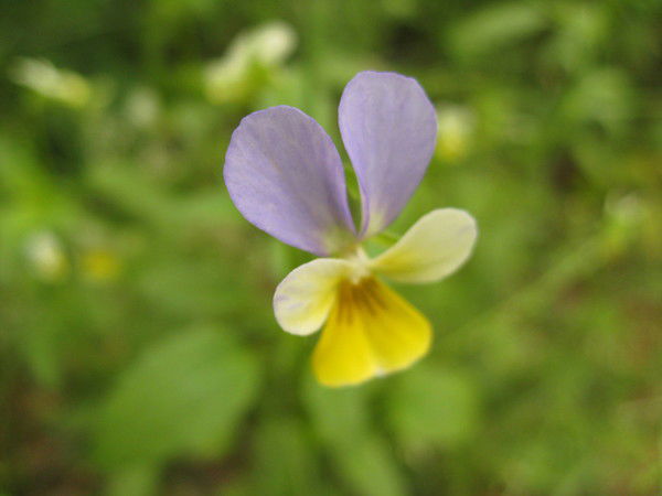 Любовь Малышева