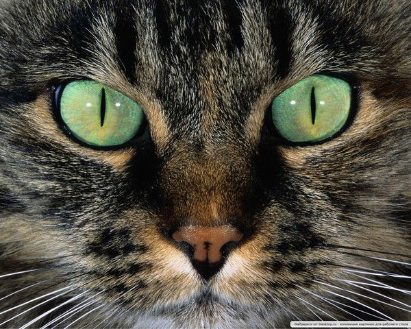 Виктор Рогов