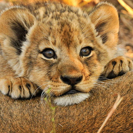 Татьяна Курбанова