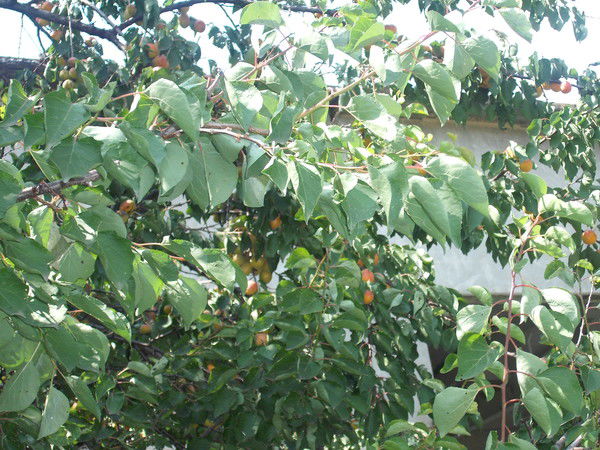 Екатерина Бабкина