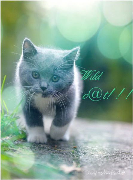 Wild C@t