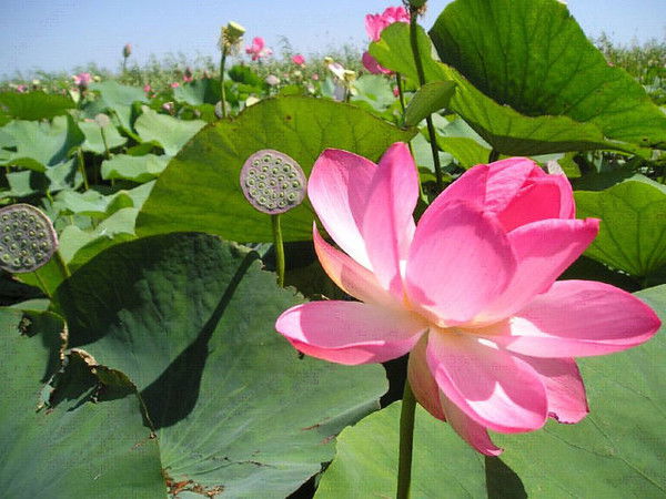 Юлия Шмелева