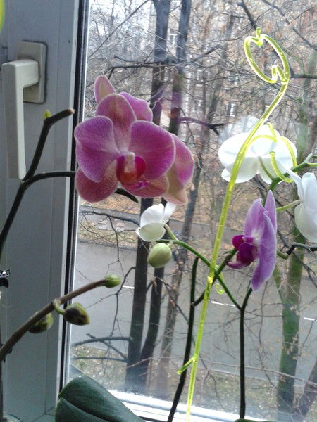 Ольга Борина