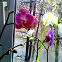 Ольга Борина