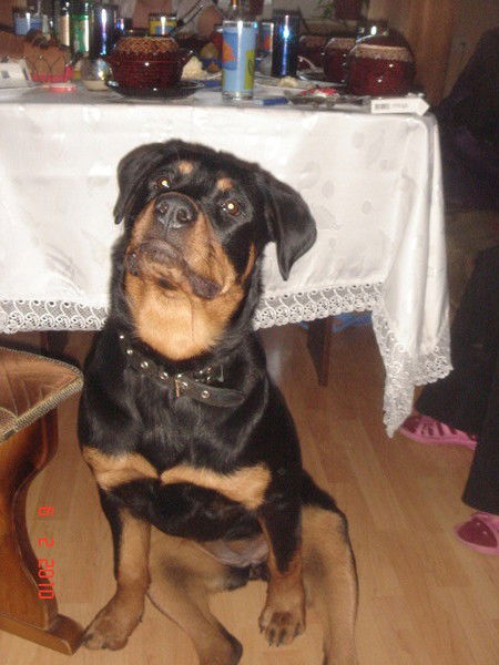 Светлана Хворых