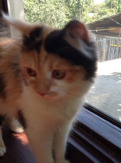 Вячеслав Комар