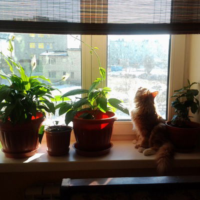 Вера Журавлева