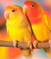 Алина Анисочкина