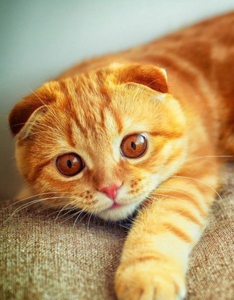 Валентина Верина