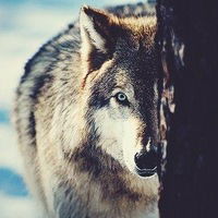 Сергей Печерский