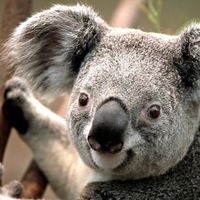 Амир Гумеров