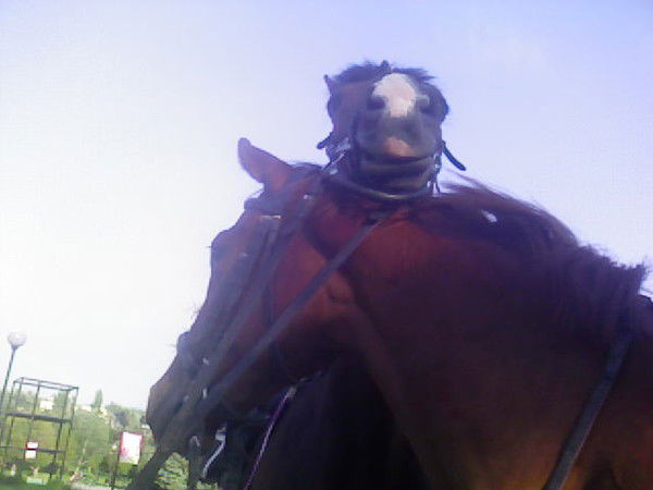 Лариса Гавриленко