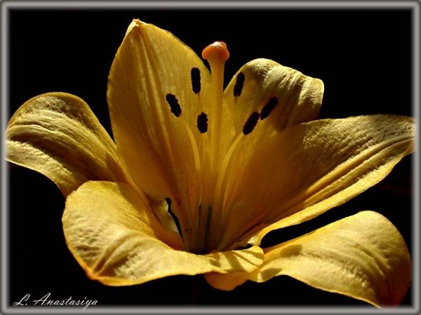 Лилия Гисматуллина