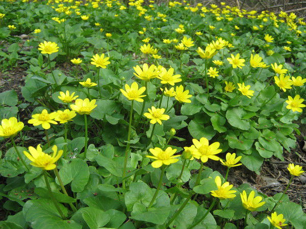 Ольга Баландина