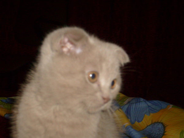 Наталья Александрова