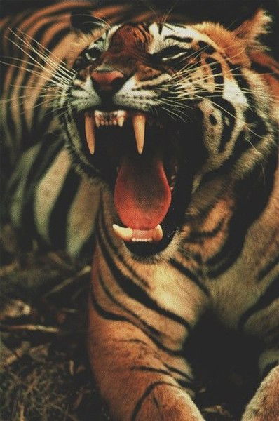 Екатерина Чиркова