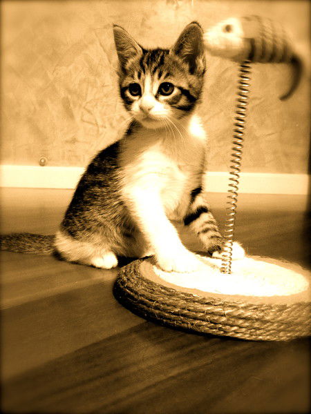 Лариса Дубская