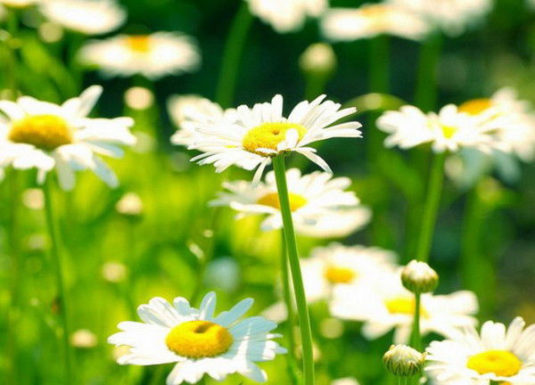 Анастасия Морозова