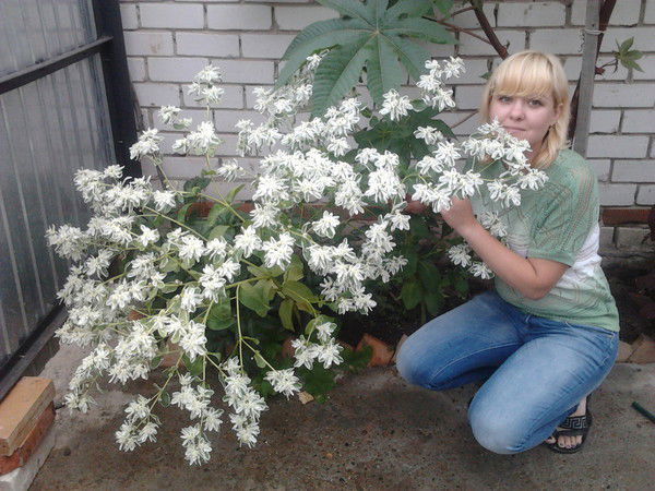 Марина Миронова