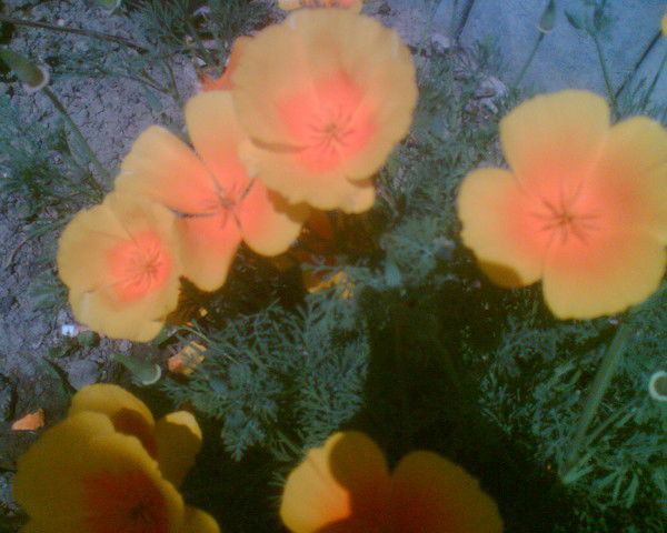 Петрова Елена