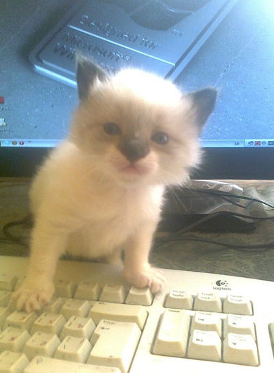 Михаил Алексеев