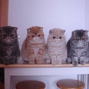 Лера Антонова