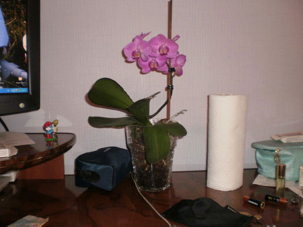 Оленка Швець/староушник