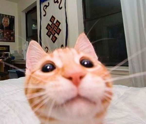 Алик Негодяй