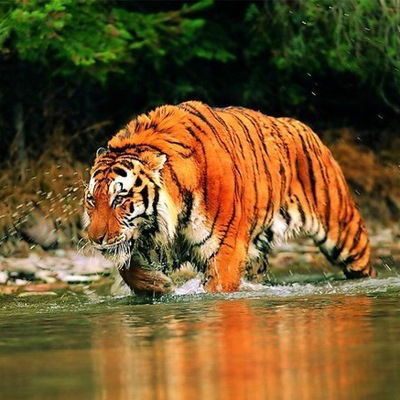 Илья Колосов